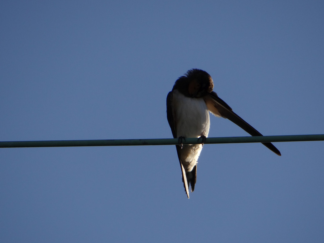 SWALLOWS 4 080925