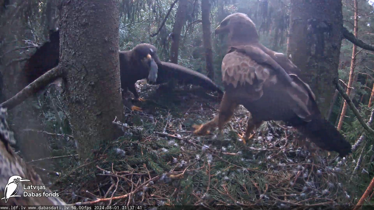 Mazais ērglis (Clanga pomarina), ligzda eglē __ Lesser spotted eagle in spruce, Zemgale, Latvia 16-3