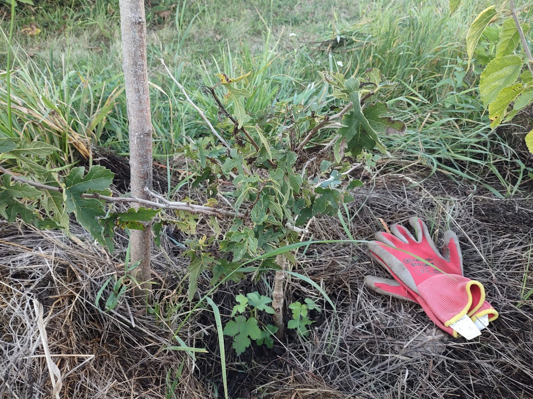 Nigra_IMG_20250914_184038154