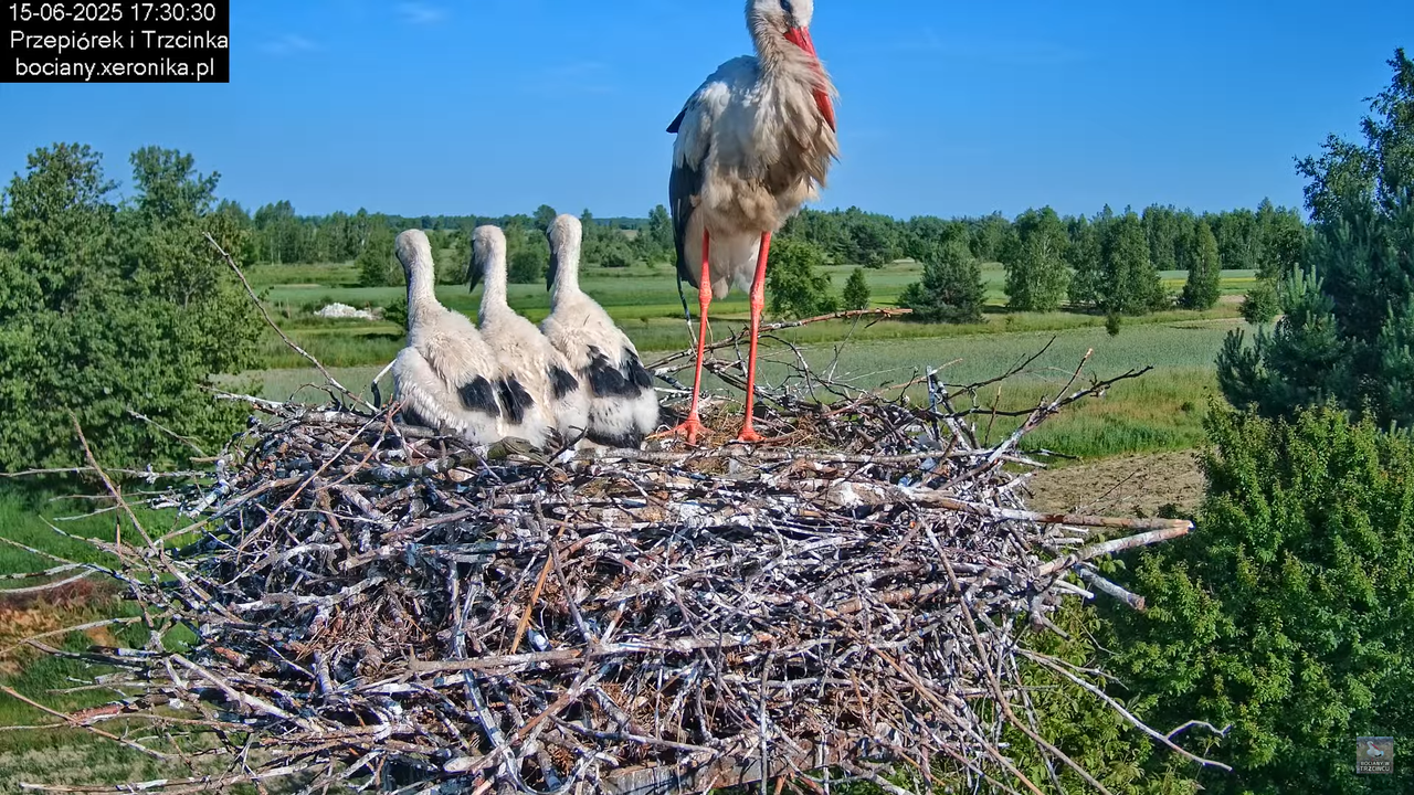 15062025bociany29