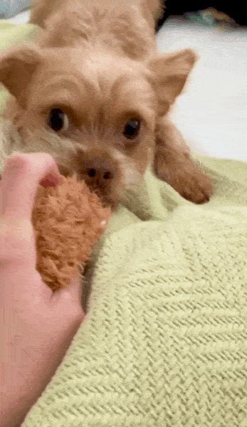 doggieblankey-6193ac89a215d68b.gif