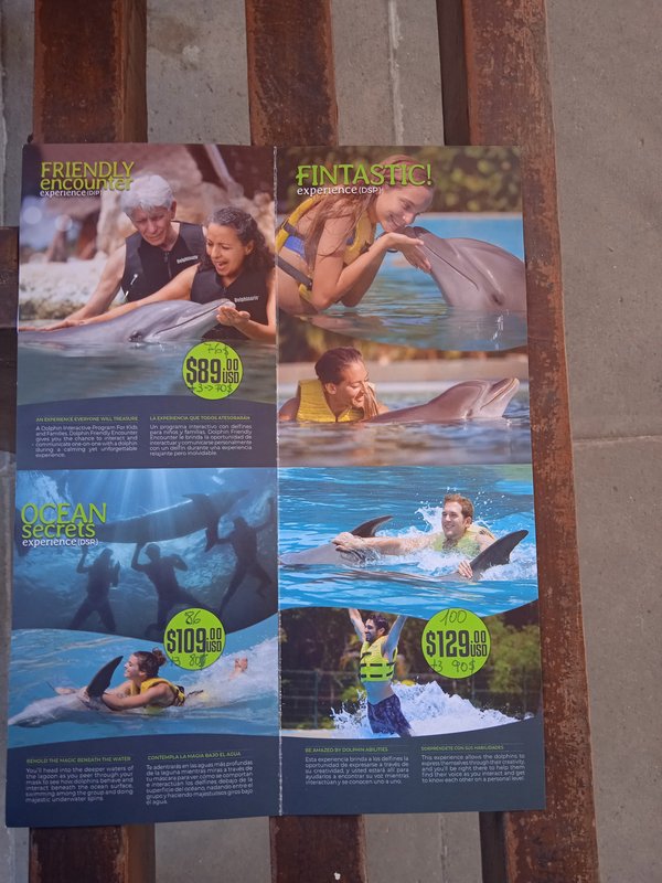 Nadar con delfines en Riviera Maya - Foro Riviera Maya y Caribe Mexicano
