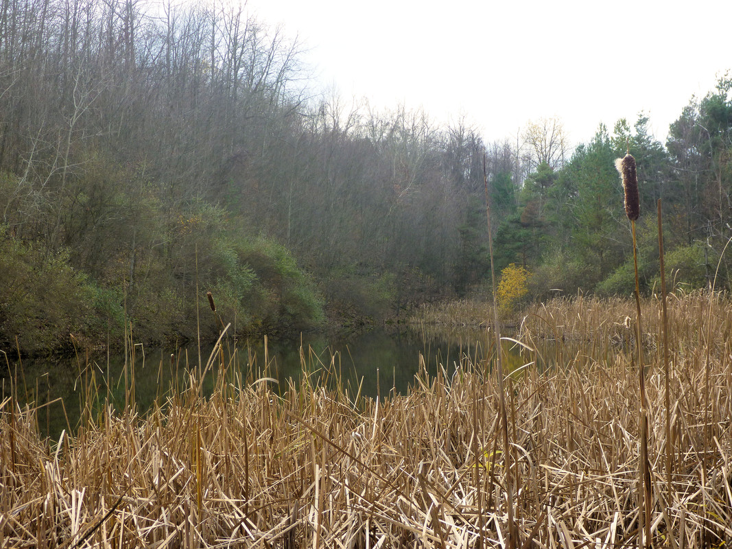 2013-11-09 7 Ruffed Grouse