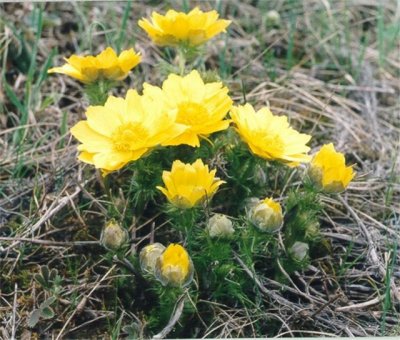 АДОНИС ВЕСЕННИЙ1