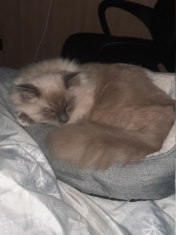 kitty