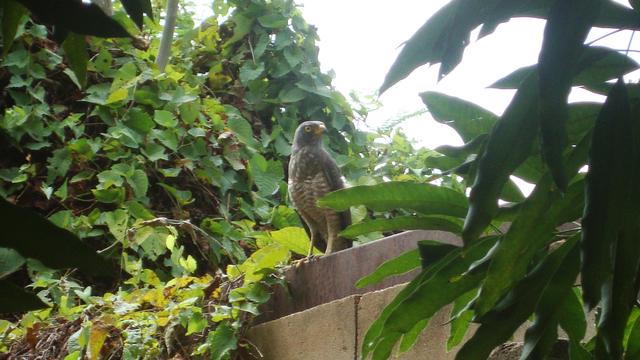 ¡Una visita sorpresa! / A Surprise Visitor!