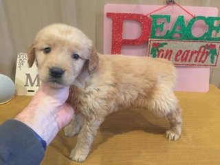 Heartland Goldens And Mini Goldendoodles Goldendoodles And Golden Retrievers Yorktown Breeders Puppies In
