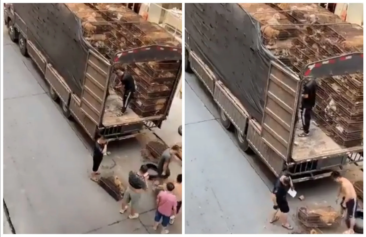 Venta de perros vivos en mercado de carne chino causa indignación: video