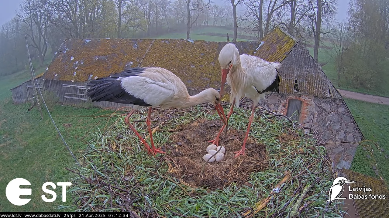 (47) Baltie stārķi (Ciconia ciconia) Tukuma novadā __ White storks in Tukums, Latvia - YouTube - 647
