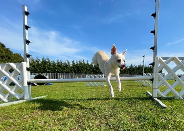 pixie-exercise.jpg