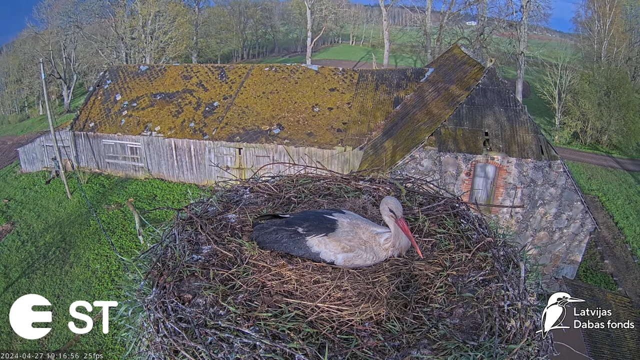 Baltie stārķi (Ciconia ciconia) Tukuma novadā - LDF tiešraide __ White storks in Tukums, Latvia 12-1
