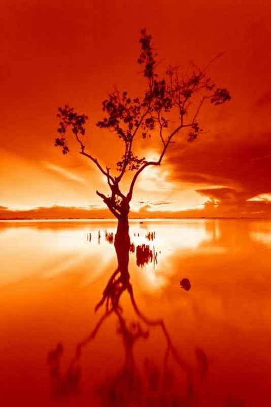 orangebeachtree.jpg