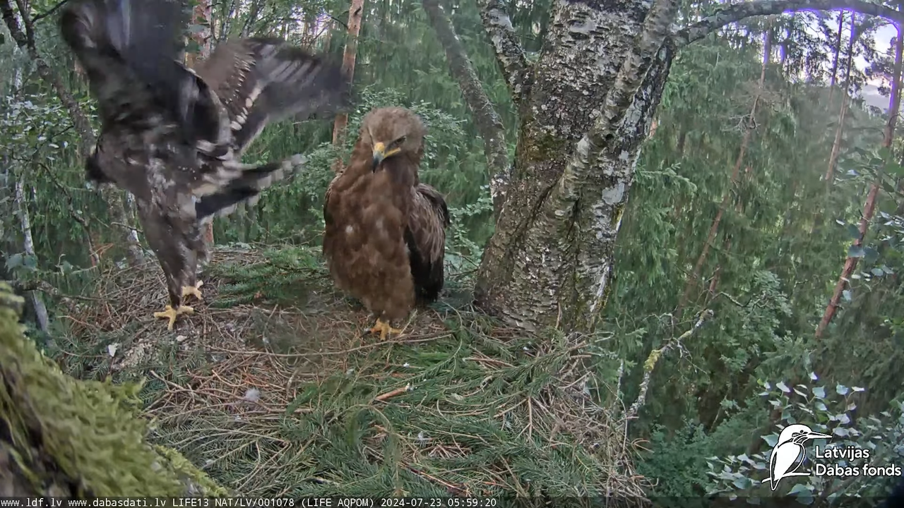 Mazais ērglis (Clanga pomarina), ligzda bērzā - LDF tiešraide 8-1-15 screenshot