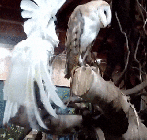 daily-gifdump-3395-17.gif