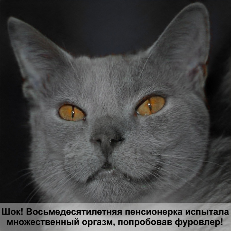 как дать таблетку коту
