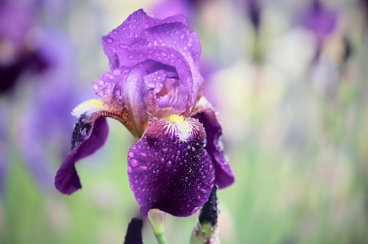 purple-iris.jpg