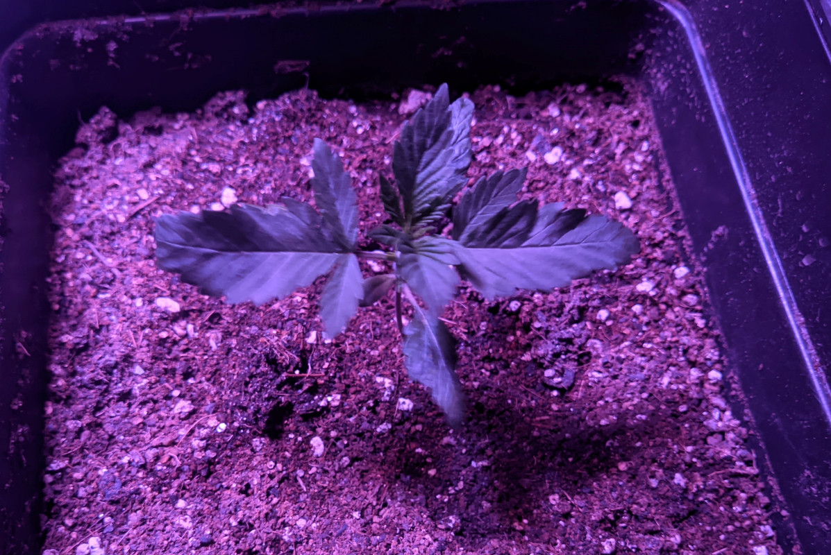 PXL_20210907_172201365_2