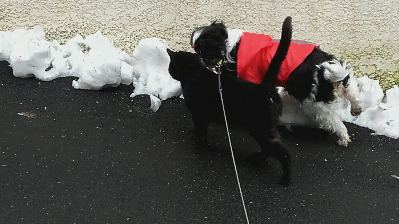 послед снег3