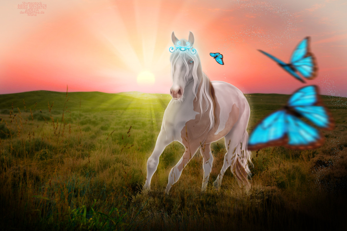 Field-Princess-FULL