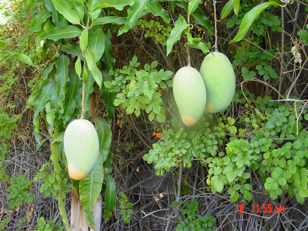 Lemon Zest Fruit 072914