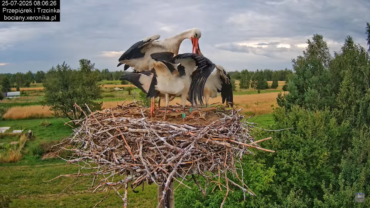 25072025bociany25