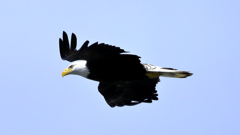 blacknwhite-bird-prey.jpg