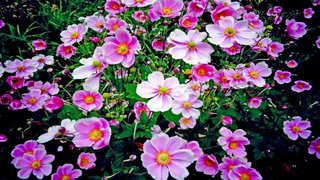 Thơ hoạ Nguyễn Thành Sáng & Tam Muội (2097) Beautiful-flowers-with-pink-flowers-color-Wallpaper-HD-3840x2400-915x515