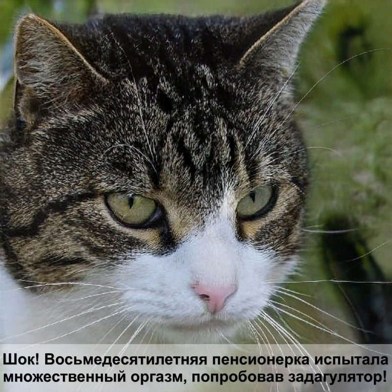 глазные болезни у кошек