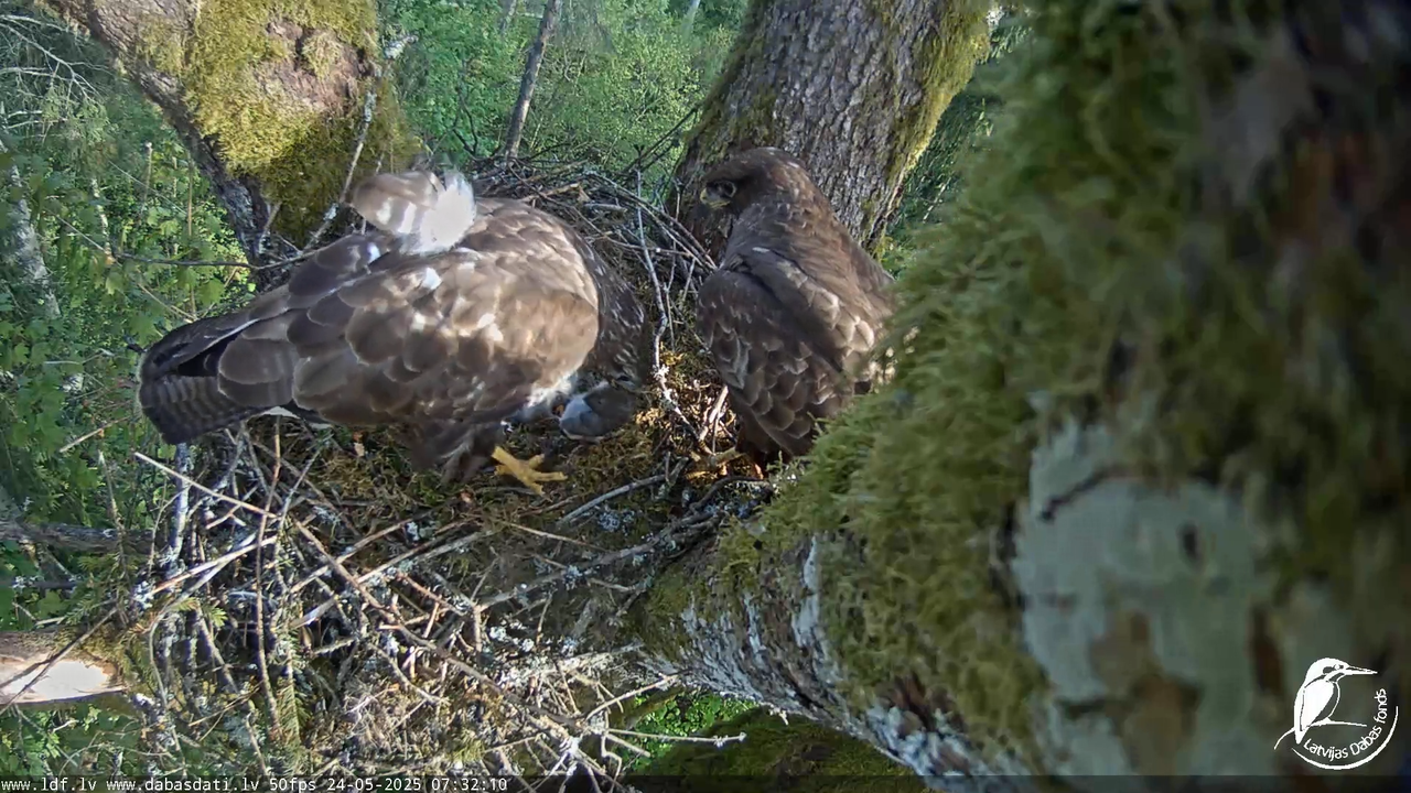 Melnās klijas (Milvus migrans) Kurzemē_ peļu klijāni (Buteo buteo) 13-45-55 screenshot