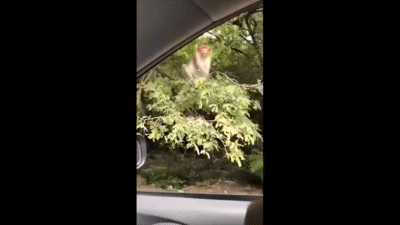 Best-Coub-18-Memes-compilation-Try-not-to-LAUGH.gif