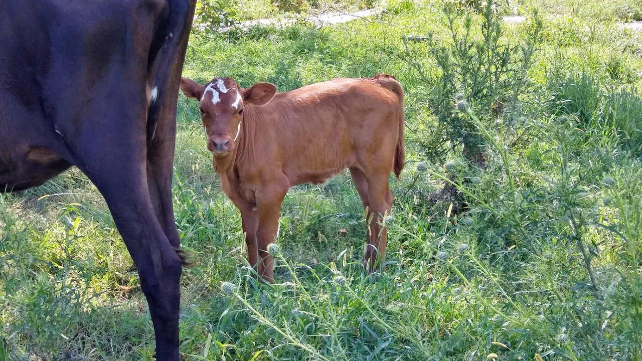 gina 6 week 2