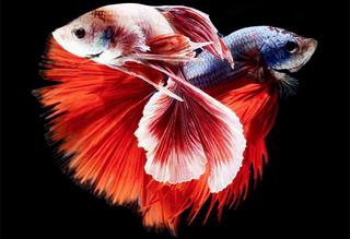 Thơ hoạ Nguyễn Thành Sáng & Tam Muội (1325) Siamese-fighting-fish