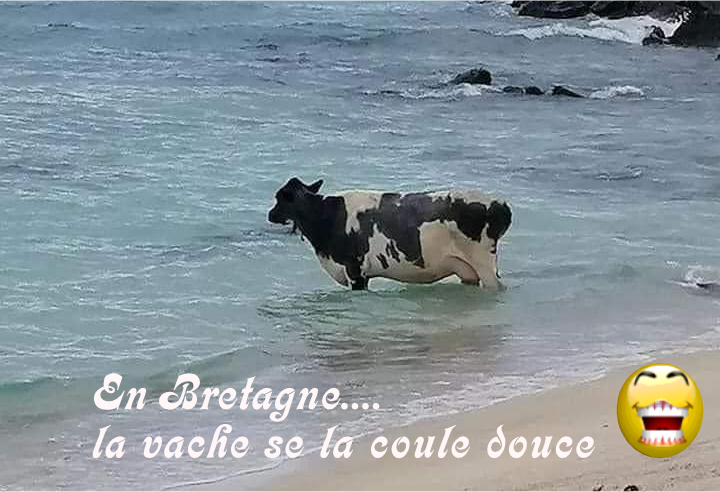 oh la vache