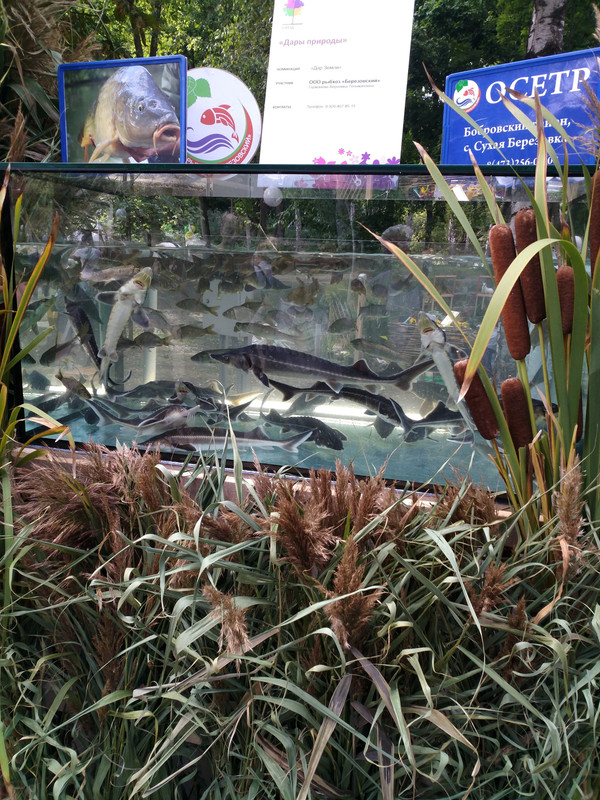 город-сад 2017-1-32