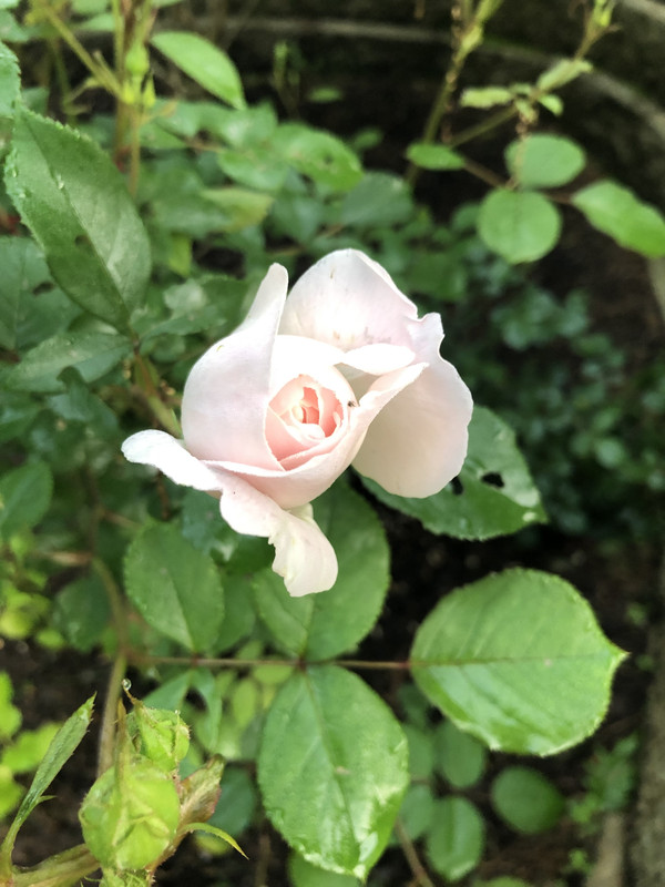 8A3637F9-BF3E-4208-B24C-8B673A04249B