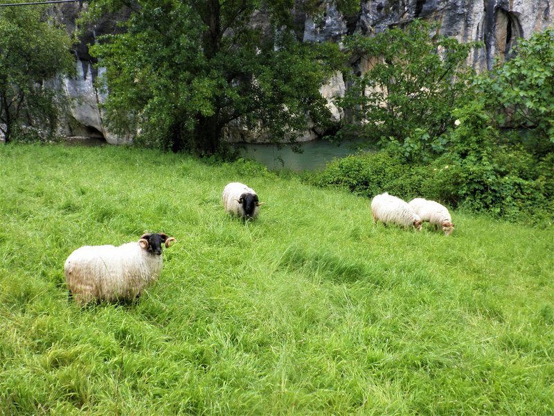 PICOS DE EUROPA-16-5-2013-LEON/ASTURIAS/CANTABRIA - Paseando por España-1991/2016 (74)