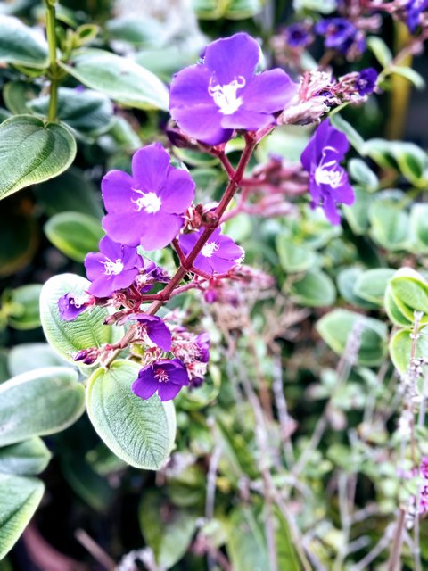 [Image: IMG-20250130-113451-2.jpg]