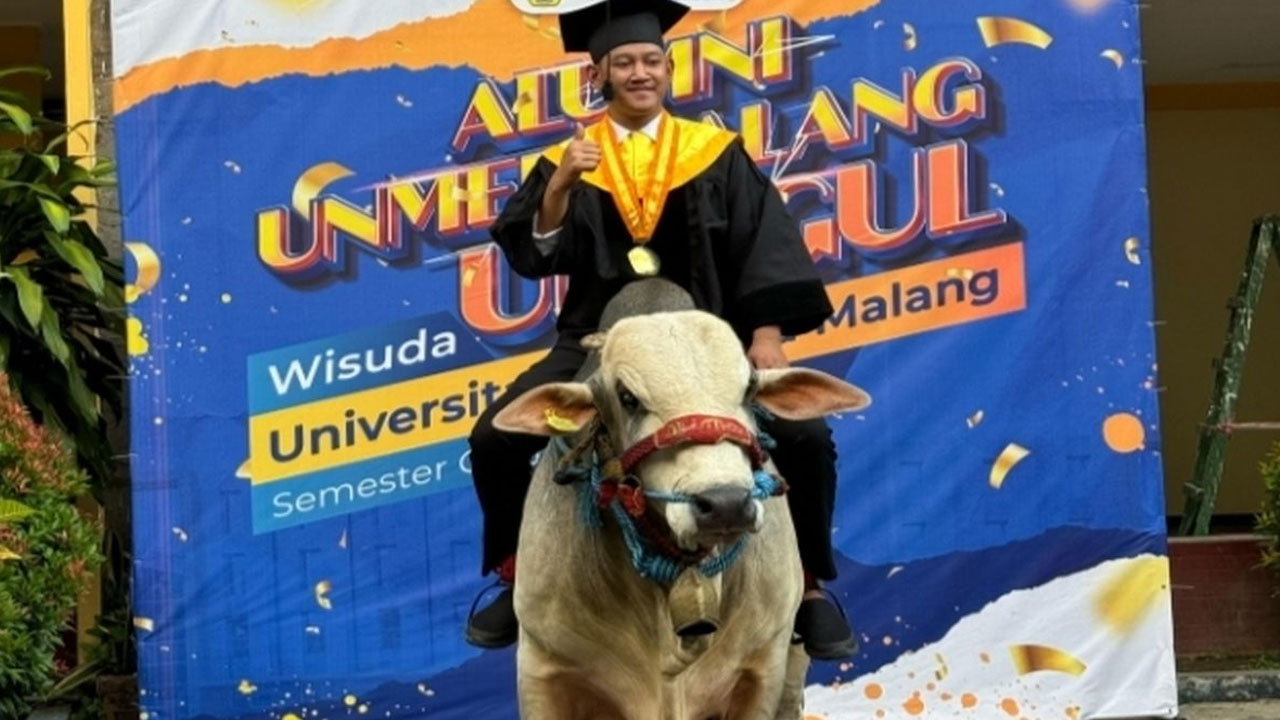 Heboh! Mahasiswa Unmer Malang Bawa 3 Ekor Sapi Saat Wisuda