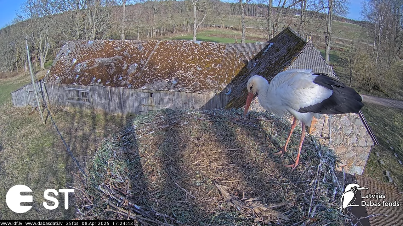 (14) Baltie stārķi (Ciconia ciconia) Tukuma novadā __ White storks in Tukums, Latvia - YouTube - 758