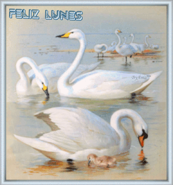 Familia de Cisnes LUNES