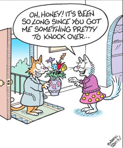 Cat Humor #8