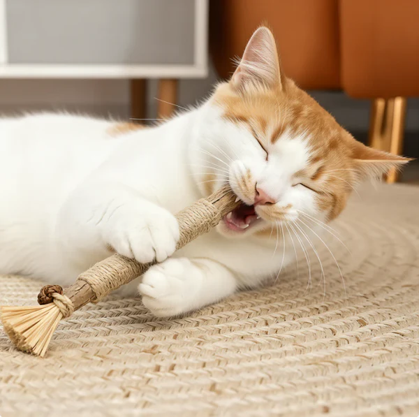 Happy cat with toy