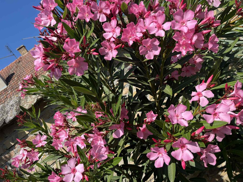 516493000 3191437947670704 4633334689829718120 n