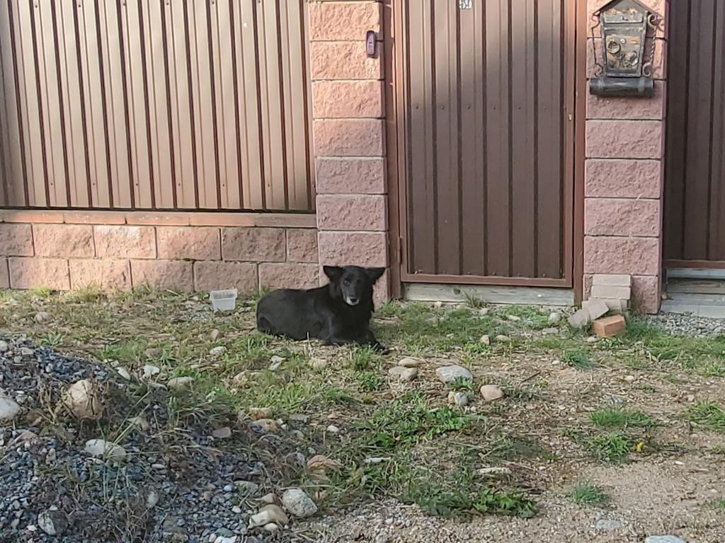 собака в колодищах2