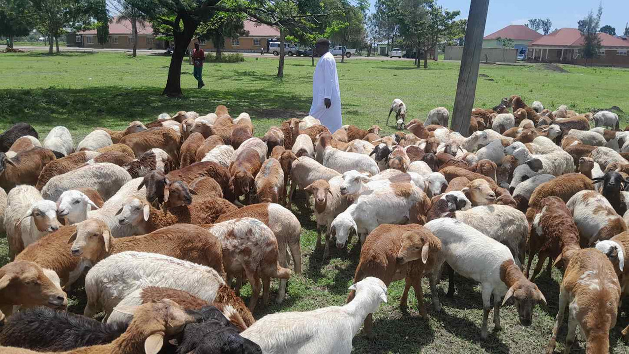 Kurban/Qurbani distribution