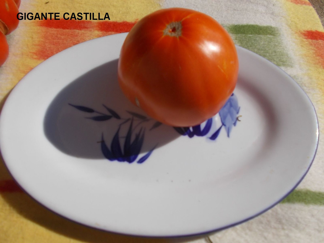 DSCN3966Castil - kopie