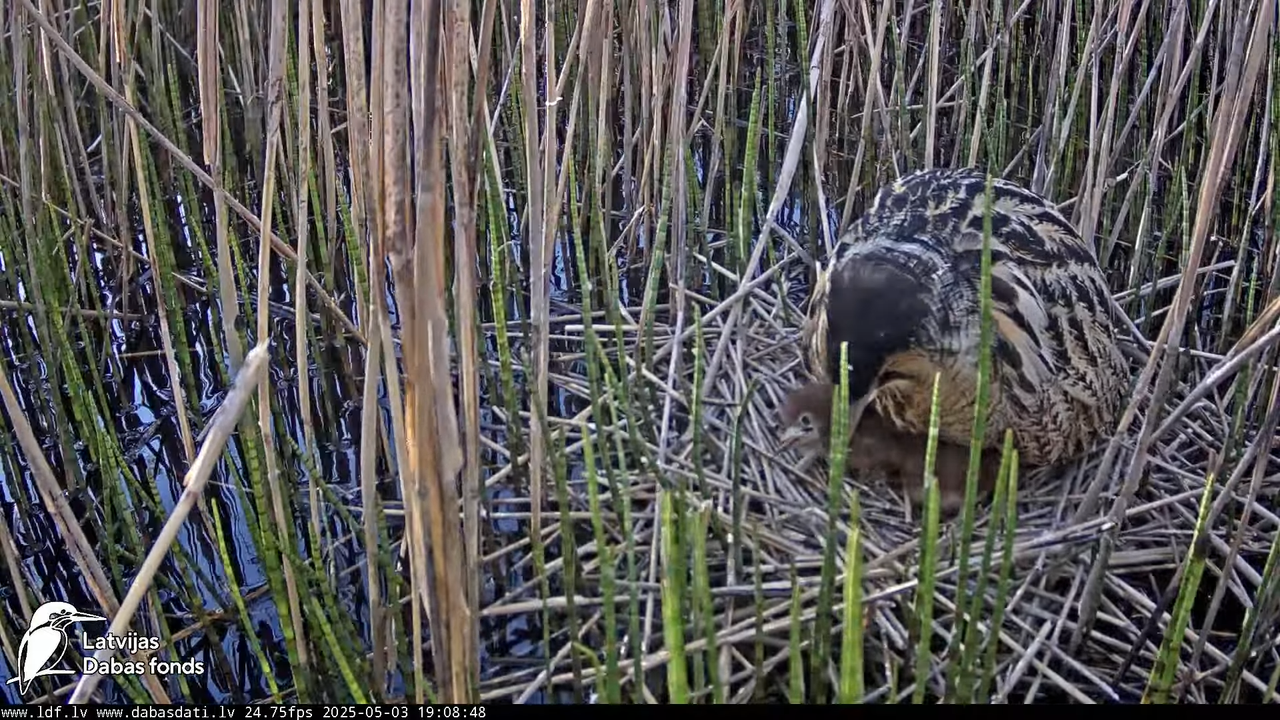 LDF Lielais dumpis (Botaurus stellaris) Zemītes pagastā 11-28-48 screenshot