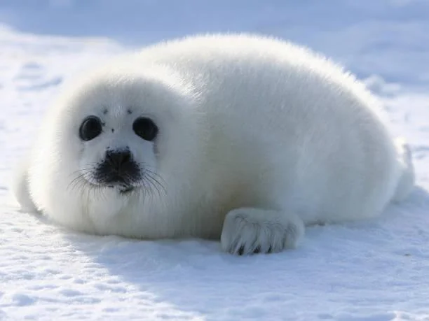 you-know-i-never-thought-i-had-a-favorite-animal-since-i-v0-70tmmneh2otg1.webp