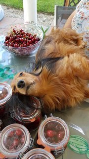 [Image: Resized-20200617-161602-8935.jpg]