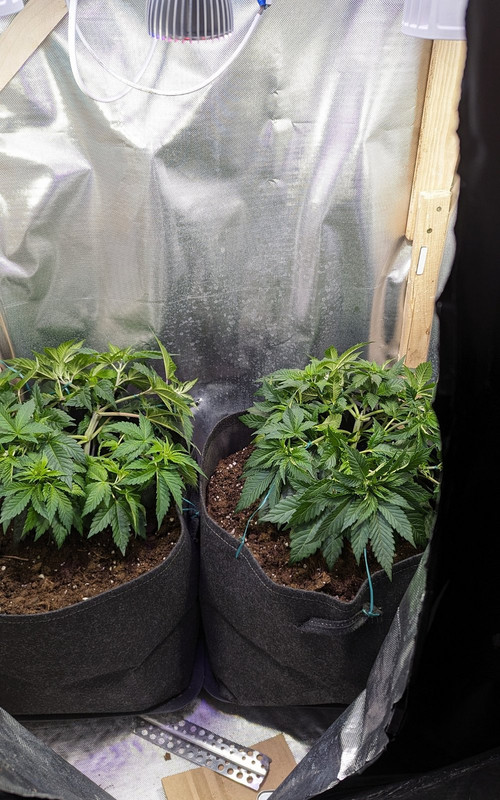 IMG_20240419_110543_(1200_x_1920_piksel)